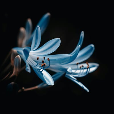 Ani Sumarni avatar